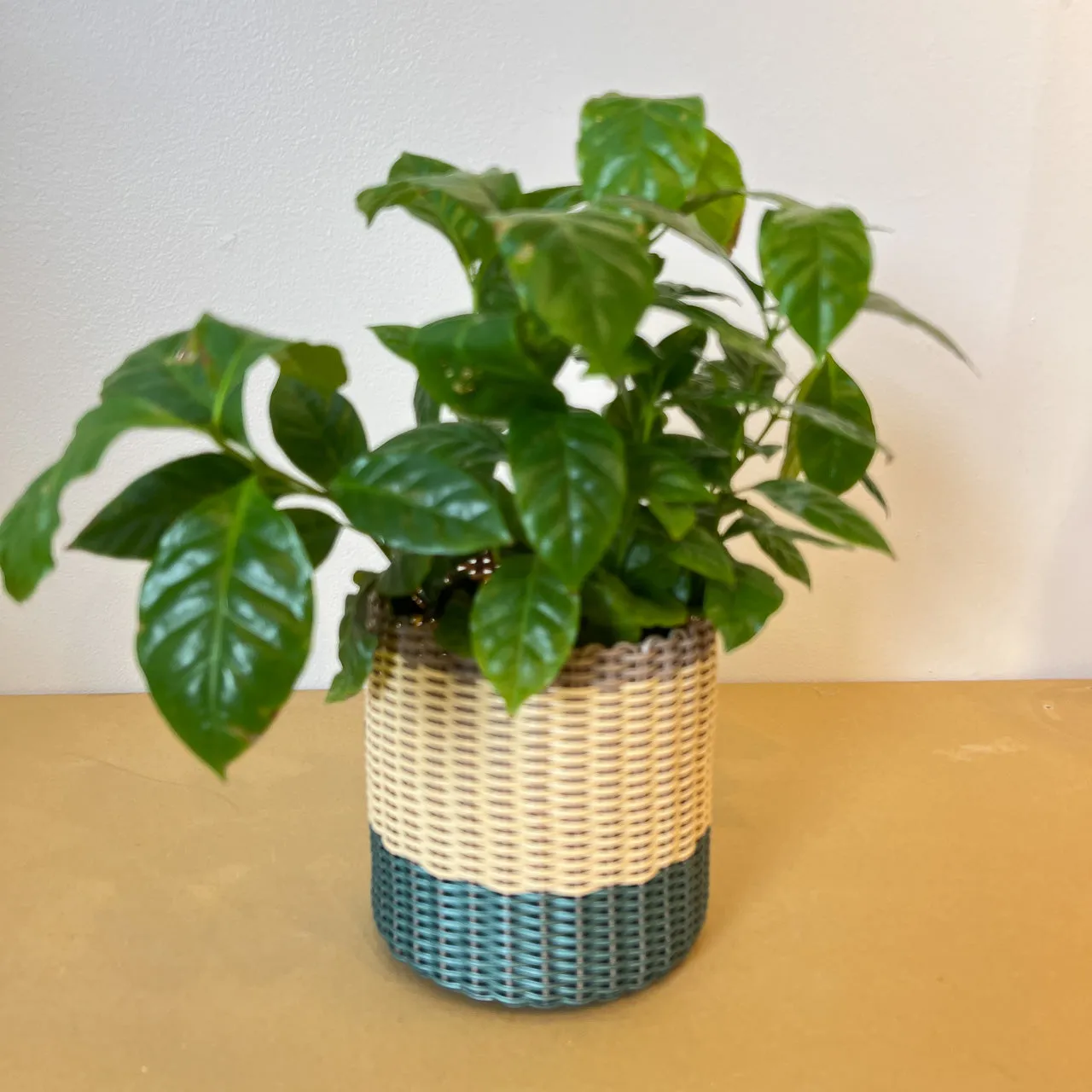 round 'catch all' / planters ~ color bands