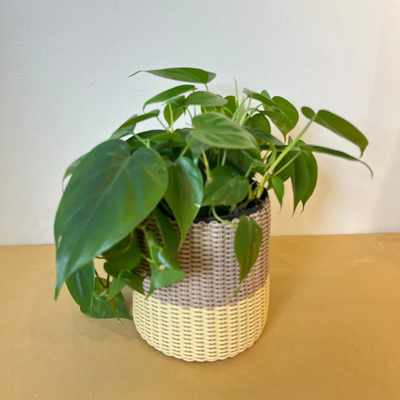 round 'catch all' / planters ~ color bands
