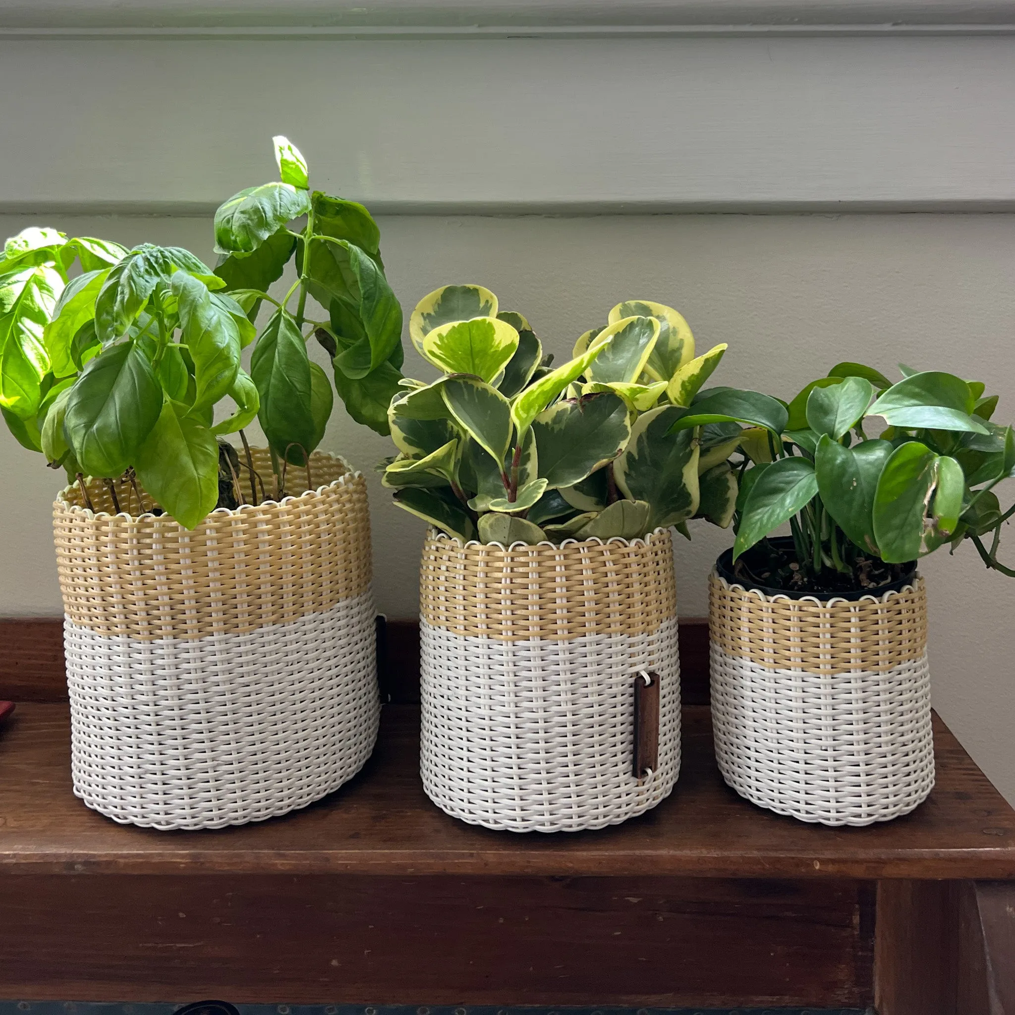 round 'catch all' / planters ~ color bands