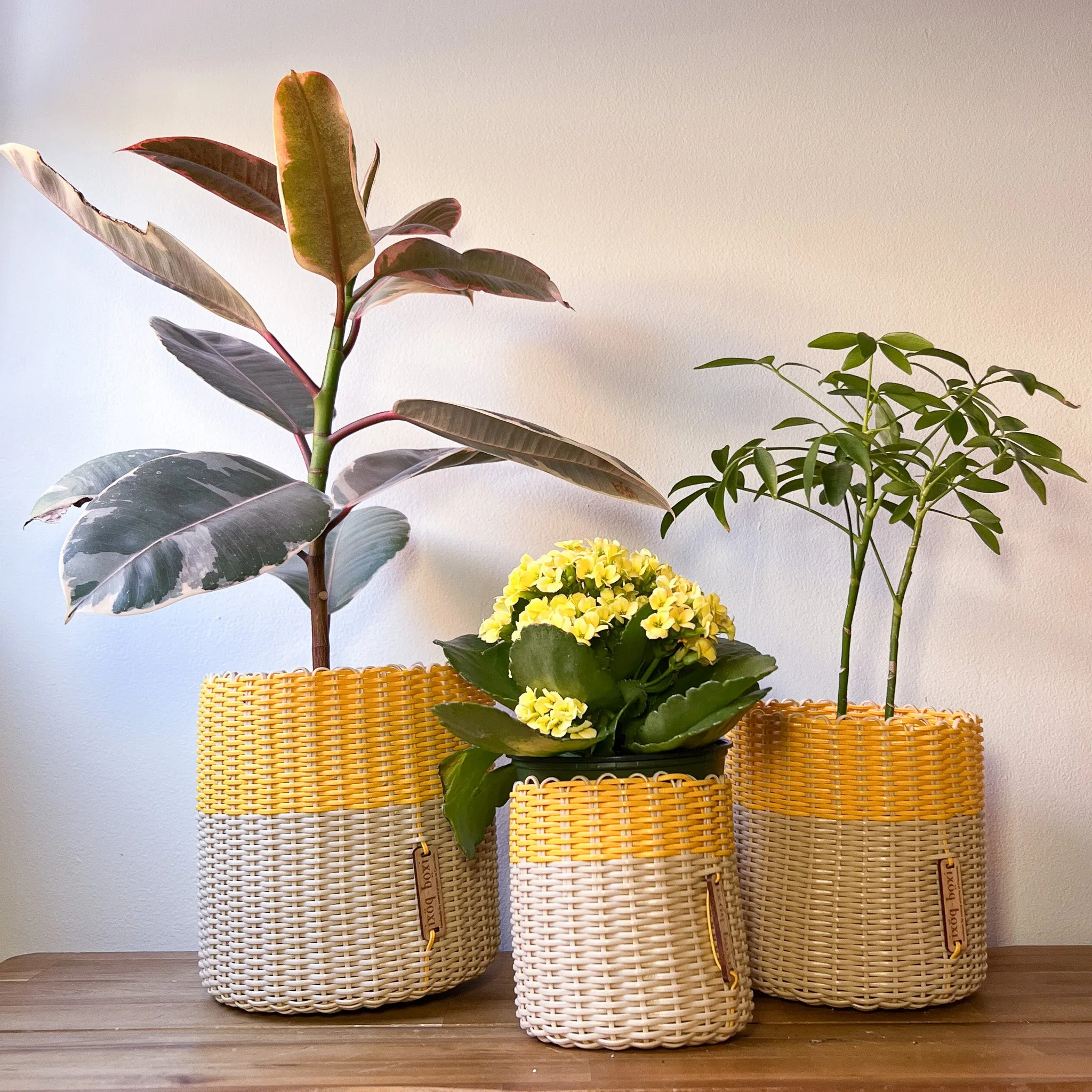 round 'catch all' / planters ~ color bands