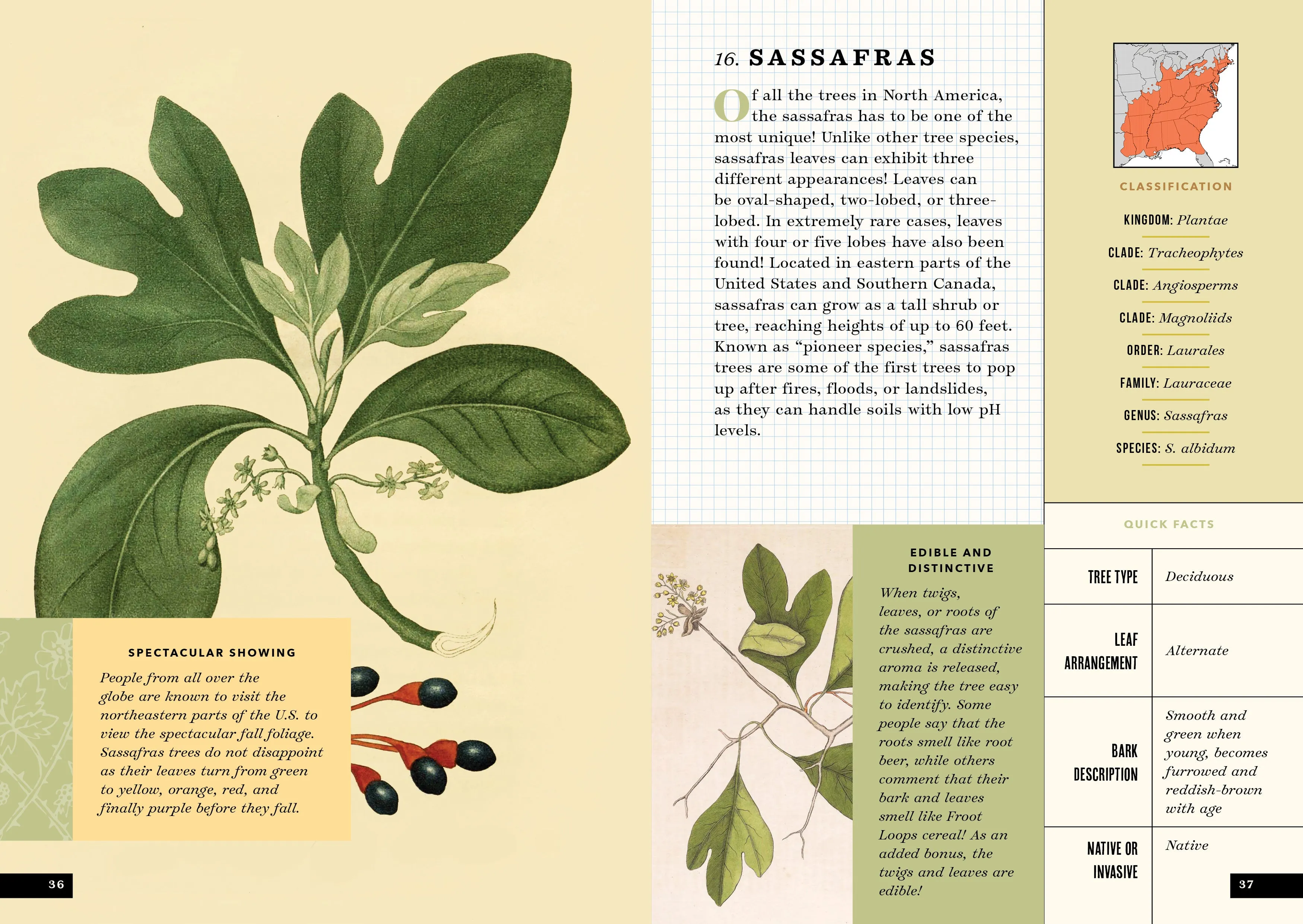 The Little Book of North American Trees