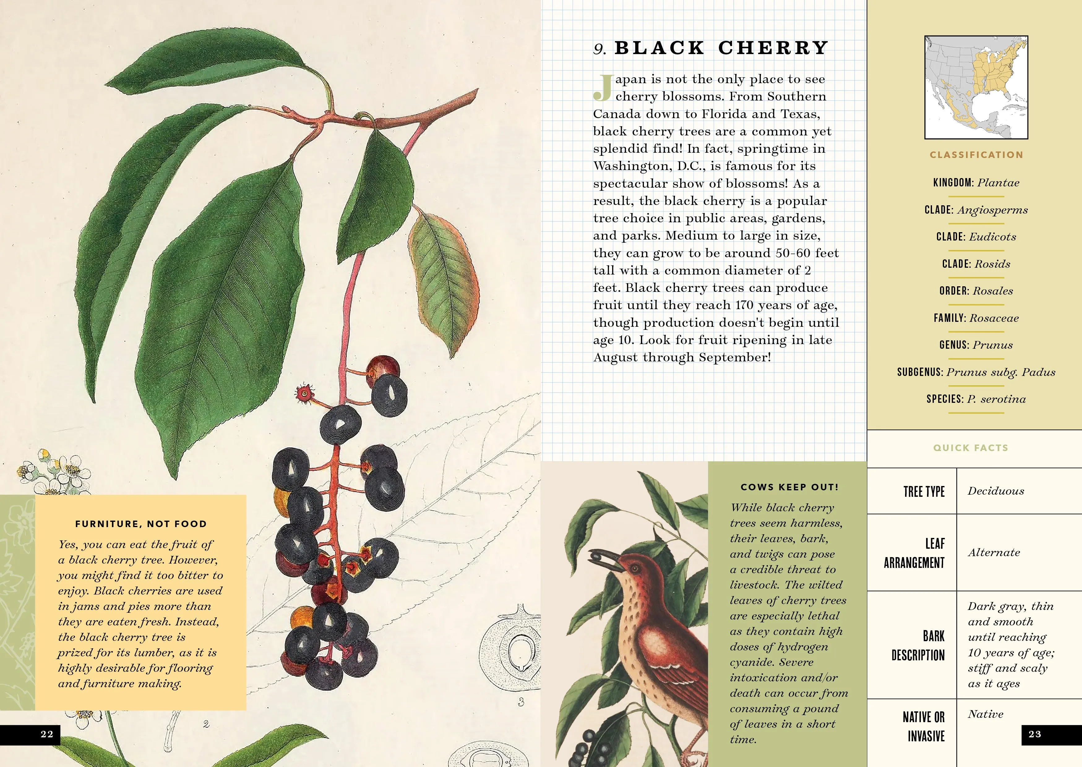 The Little Book of North American Trees