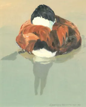 V-54  Ruddy Duck